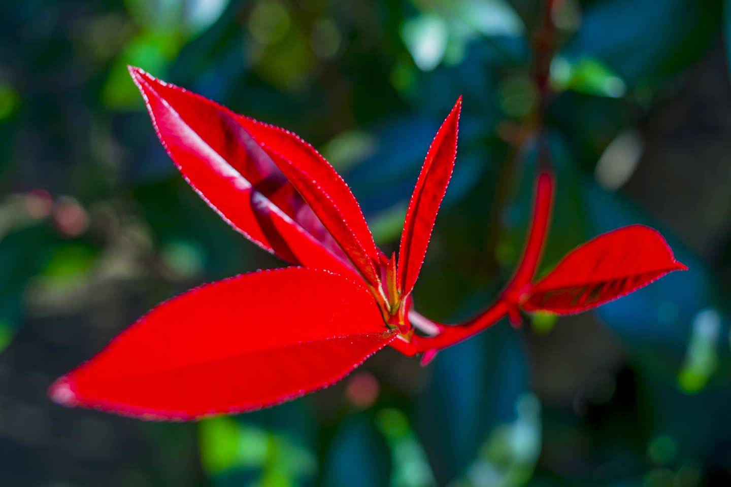 Parque